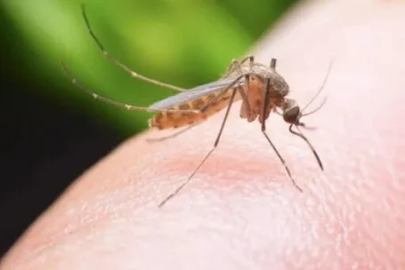 anti souris à casablanca